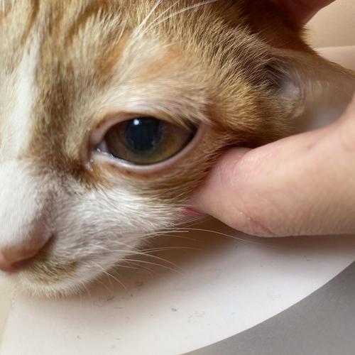 猫咪葡萄膜炎,猫咪葡萄膜炎症状图片,幼猫眼神呆滞是什么情况？