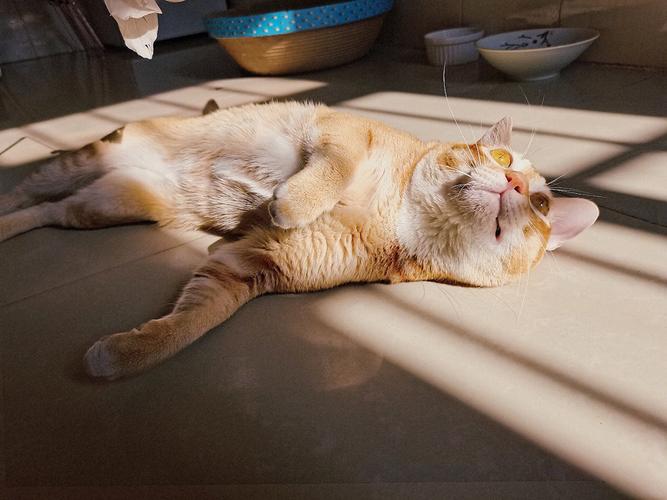 猫咪晒太阳图片,猫咪晒太阳图片唯美,猫咪晒太阳会热吗？