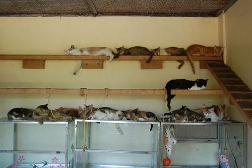 猫咪收容所,猫咪收养所在哪里?,弃养猫咪应该放哪里？