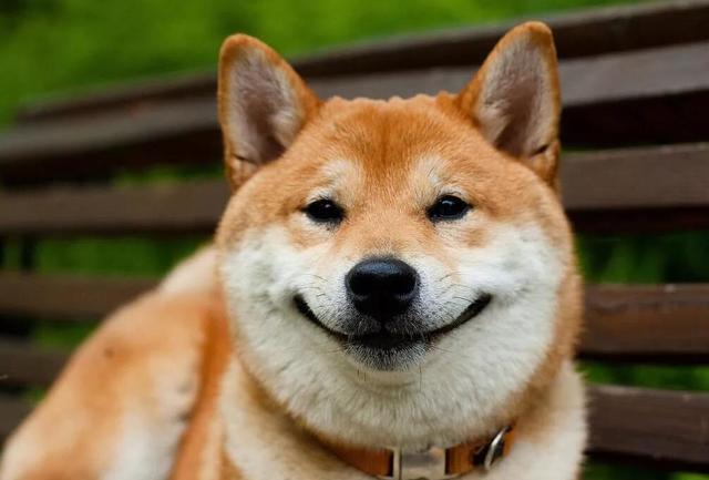 什么狗会笑,什么狗会笑脑筋急转弯,为什么只有柴犬会笑？