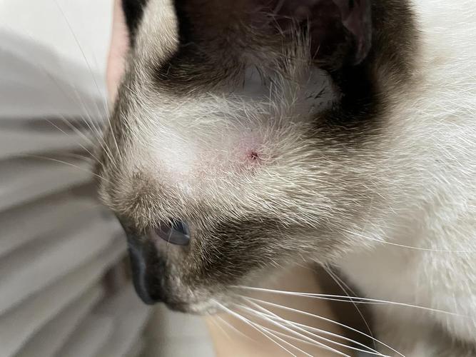 猫咪球菌感染,猫咪球菌感染是怎么引起的,猫猫身上长小痘痘怎么回事？