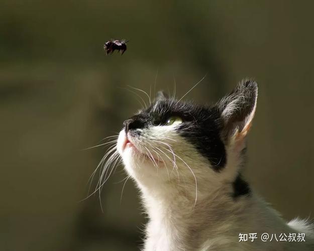 猫咪吃苍蝇,猫咪吃苍蝇会有问题吗,猫吃了个苍蝇？