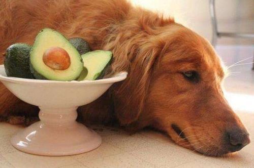 什么水果狗不能吃,什么水果狗不能吃什么,狗狗不能吃的四种蔬菜？