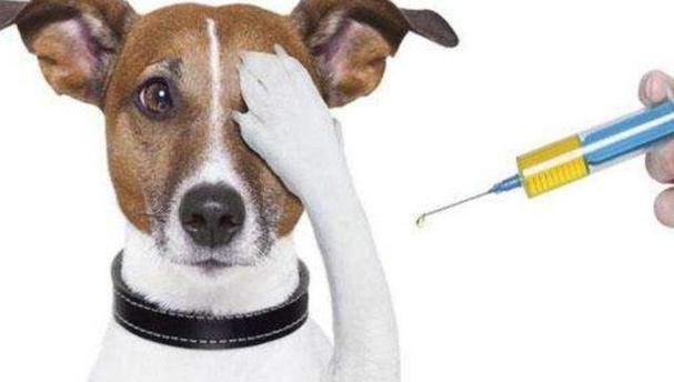 养狗打什么疫苗,养狗打什么疫苗多少钱,养宠物的主人需要打什么预防针吗？