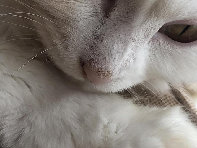 猫咪鼻头发白,猫咪鼻头发白怎么回事,我家的猫咪鼻子白了一块这是怎么回事？