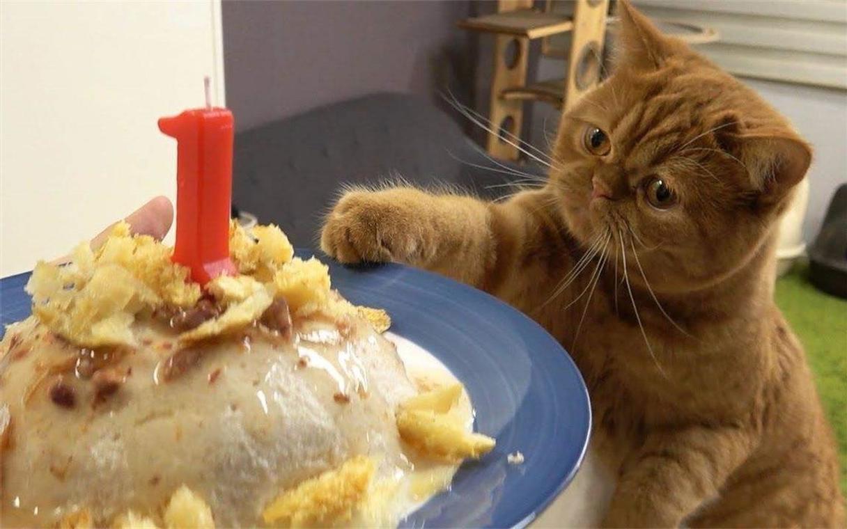 猫咪可以吃蛋糕吗,猫咪可以吃蛋糕吗,没有奶油,猫能吃鸡蛋糕吗？