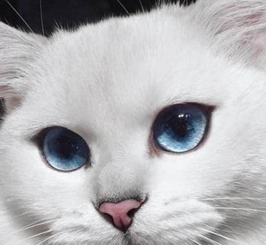 猫咪的视力,猫咪的视力好不好,猫的眼睛会长大吗？
