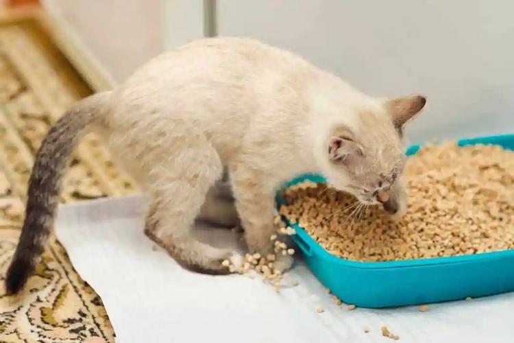 猫为什么吃猫砂,小奶猫为什么吃猫砂,兔兔为什么吃猫砂？