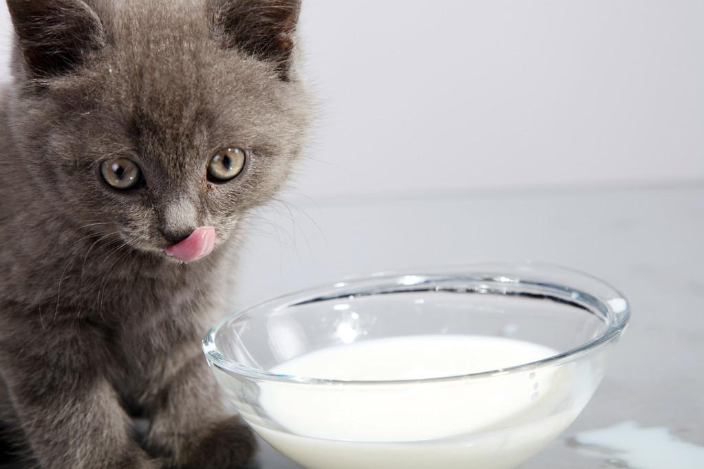 猫咪能喝牛奶吗,猫咪能喝牛奶吗纯牛奶,猫能喝牛奶吗？