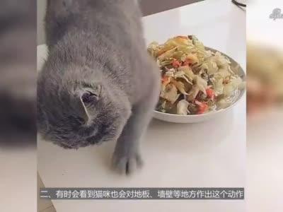 猫咪埋食物,猫咪埋食物是什么意思,猫咪没吃完的东西为什么用爪子埋？