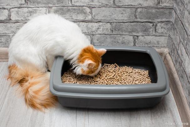 为什么猫会用猫砂,为什么猫会用猫砂盆偶尔还会拉在外面,猫为什么喜欢用猫砂盆尿？