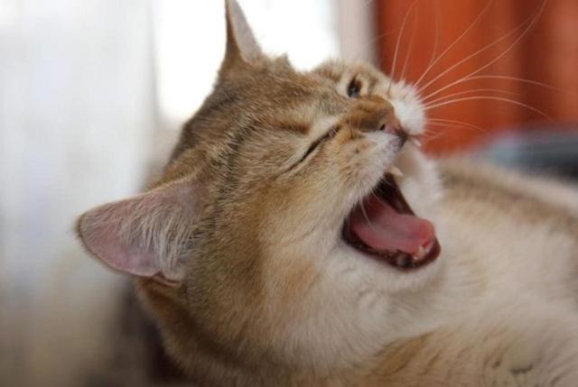 猫咪打喷嚏呕吐,猫咪打喷嚏呕吐是怎么回事,猫猫经常打喷嚏打嗝还带着要呕得声音但呕不出？