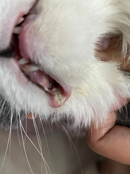 猫咪嘴巴溃疡,猫咪嘴巴溃疡照片,猫嘴上长的像溃疡的东西是什么？