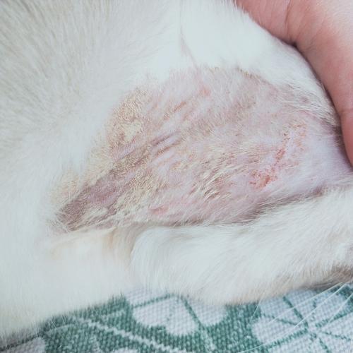 猫咪脓皮症,猫咪脓皮症初期图片,猫生病为什么要剃毛？