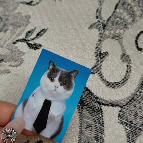 猫咪证件照,猫咪证件照头像,猫咪证件照