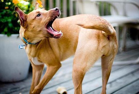 狗狗为什么咬尾巴,狗狗为什么咬尾巴转圈圈,狗狗吃东西时死命咬尾巴，怎么回事？