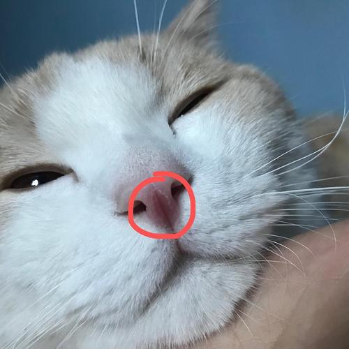 猫咪吸鼻子,猫咪吸鼻子一抽一抽的,猫咪喷鼻子是什么原因？