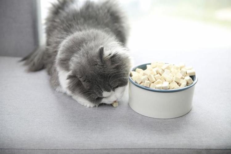 猫都能吃什么,猫都能吃什么食物,猫咪可以吃哪些水果？