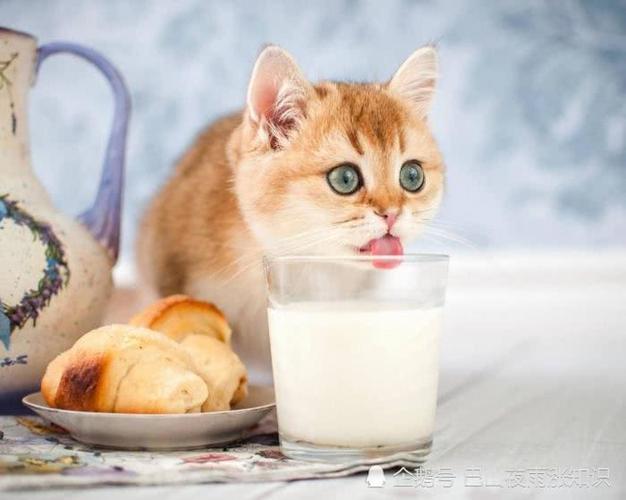 猫可以喝什么奶,猫可以喝什么奶粉,几个月大的猫喝什么牛奶？