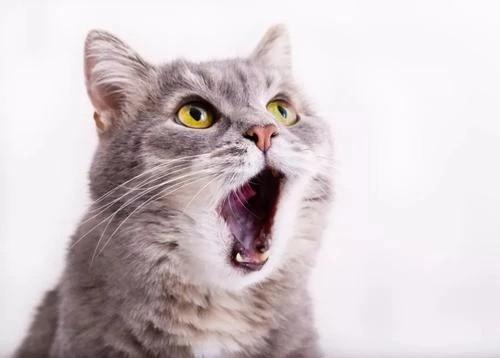 猫为什么口臭,猫为什么口臭?,猫咪口臭的原因？