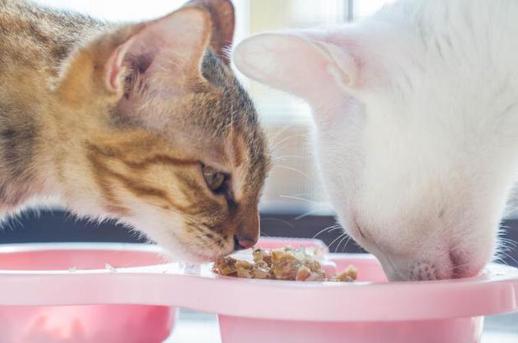 猫咪一天吃几顿,猫咪一天吃几顿饭最好,7斤的猫一天吃多少？