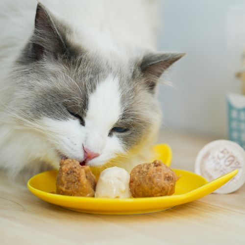 猫咪可以吃的食物,猫咪可以吃的食物大全,小猫食物推荐？