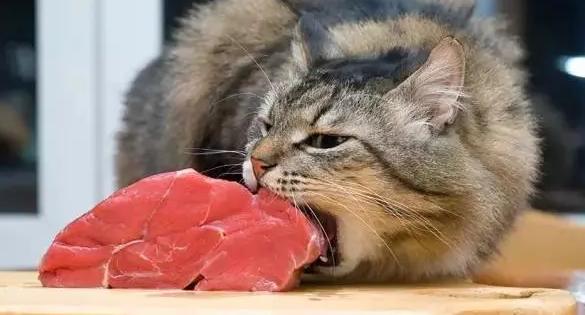 猫咪可以吃猪肉吗,猫咪可以吃猪肉吗 煮熟的,猫咪能不能喂食猪肉？