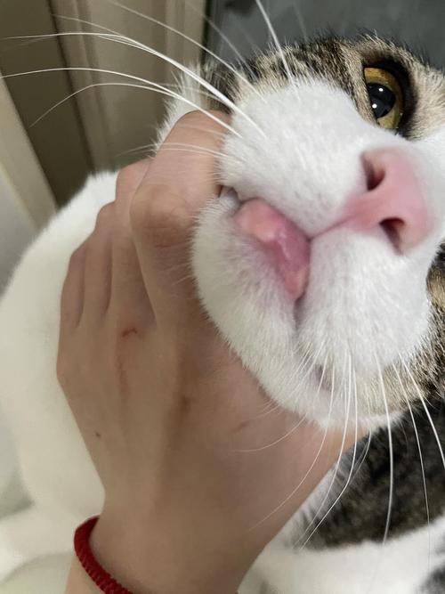 猫咪嘴肿了,猫咪嘴肿了是什么原因,猫猫下嘴唇那块红肿是什么原因？