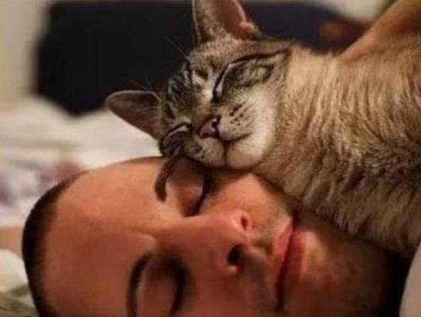 猫咪救主人,猫咪救主人的真实故事,为什么猫睡着觉会突然间来找你？