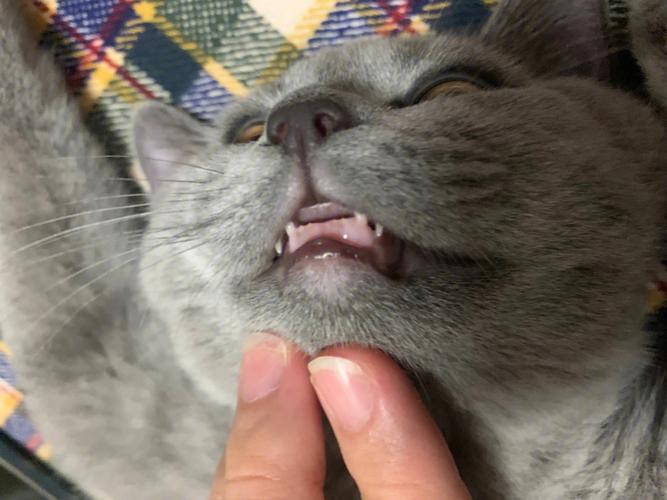 猫咪牙齿图,猫咪牙齿图片,犬猫牙齿排列？