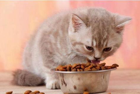 猫不能吃什么东西,猫不能吃什么东西列表,小猫不能吃什么？