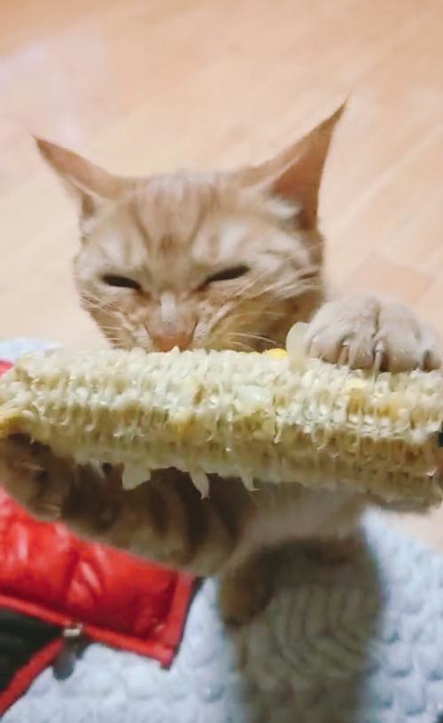 猫咪能吃玉米吗,猫咪能吃玉米吗熟的,猫咪可以吃玉米么？