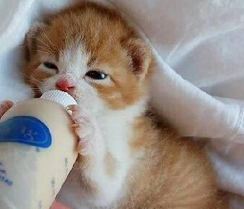 小奶猫能吃什么,小奶猫能吃什么人类食物,小奶猫怎么喂养？