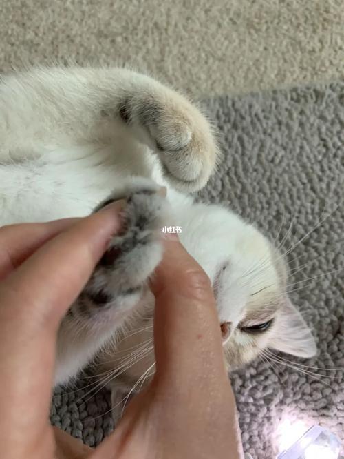 猫咪可以剪指甲吗,一个月的猫咪可以剪指甲吗,猫能不能剪指甲？