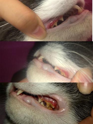 猫咪淋巴结肿大,猫咪淋巴结肿大吃什么消炎药,猫的牙肉红肿而且淋巴结肿，怎么办？