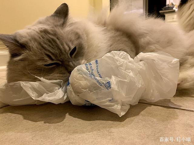 猫咪舔塑料袋,猫咪舔塑料袋是怎么回事,猫咪为什么爱舔塑料袋？
