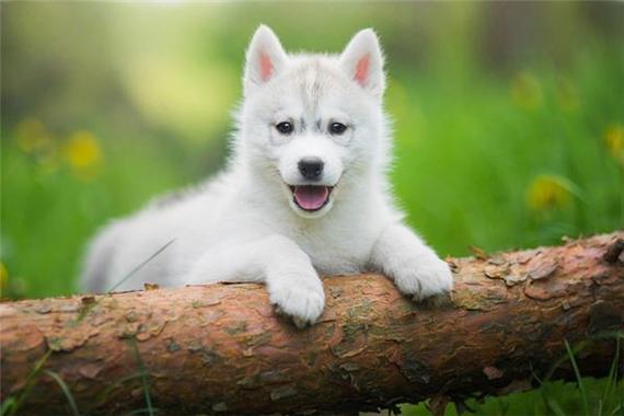 给狗狗起什么名字,给狗狗起什么名字好听又吉利,想给小狗起个好听的名字，是一只小母狗，白色和棕黄色相交的，超可爱，谁能起一个特别的名字呢？