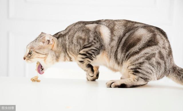 猫咪咳嗽干呕,猫咪咳嗽干呕怎么回事,猫咪吐舌头咳嗽是什么意思？