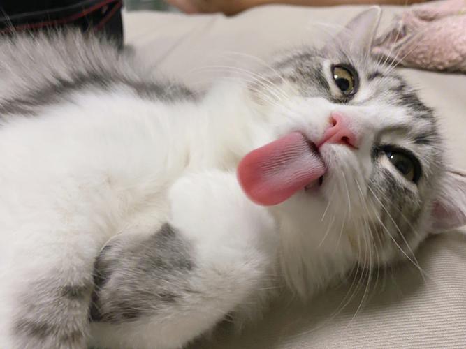 猫咪吐舌头图片,猫咪吐舌头图片可爱,夏天猫咪吐舌头什么意思？