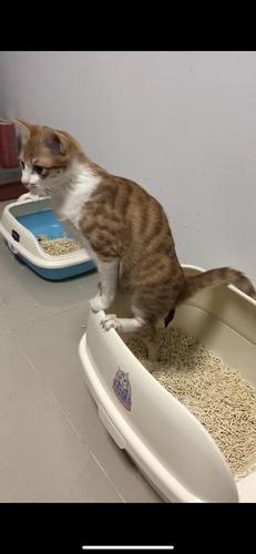 猫咪会用猫砂吗,猫咪会用猫砂吗为什么,猫咪会用猫砂盆还是拉床上？