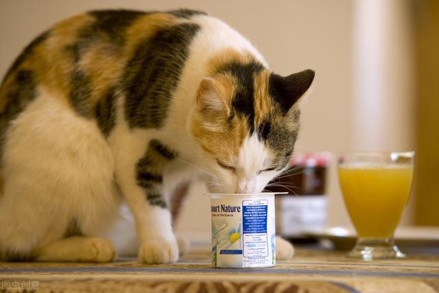 猫咪能吃酸奶吗,2个月大的猫咪能吃酸奶吗,小猫能喝酸奶吗？