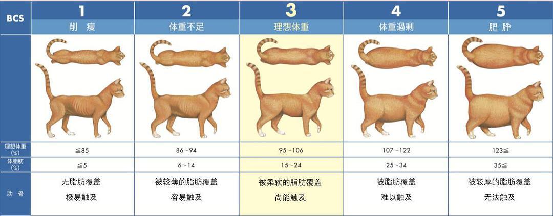 猫咪的正常体重,7个月猫咪的正常体重,猫的体重和身长？