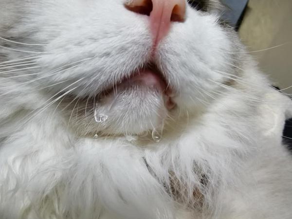 猫咪口水多,猫咪口水多什么原因,猫咪嘴巴周围都是口水？