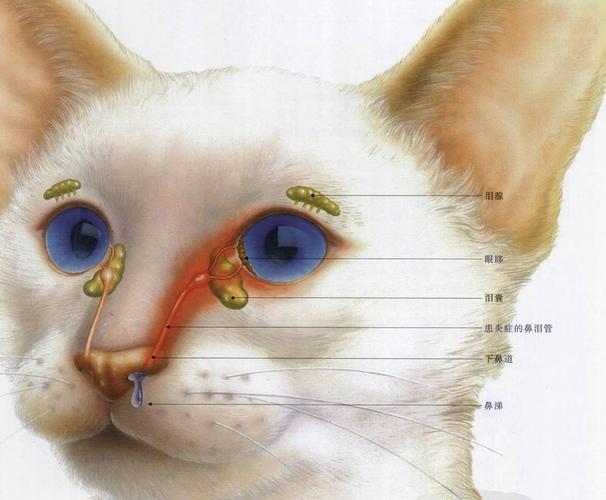 猫鼻支是什么,猫鼻支是什么病毒,猫鼻支怎么得来的？