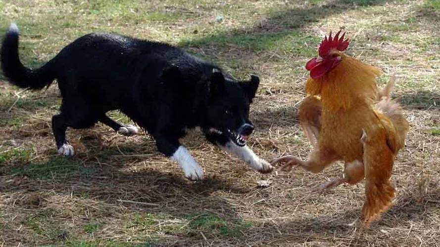 狗为什么吃鸡,狗为什么吃鸡屎,狗狗吃鸡屁股的危害？