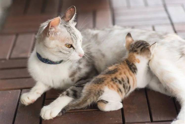 猫猫为什么踩奶,猫猫为什么踩奶行为,猫咪为什么会"踩奶"？