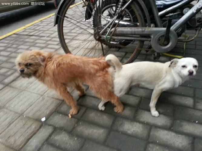 狗交配为什么,狗配的时候为什么分不开,两只狗为什么交配后，会屁股粘在一起，无法分开？