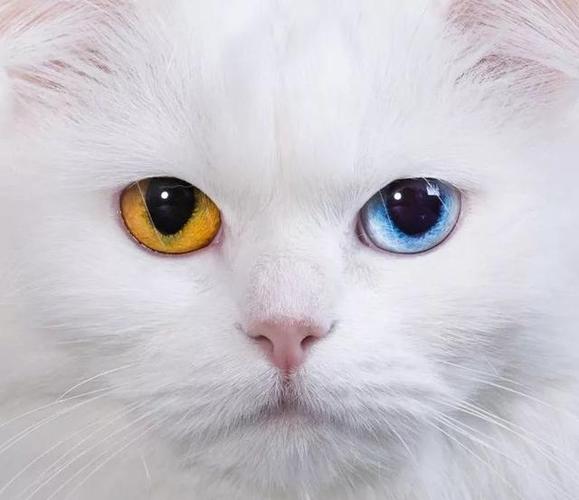 猫咪瞳孔变小,猫咪瞳孔变小说明什么,猫咪瞳孔变大变小都是什么意思？