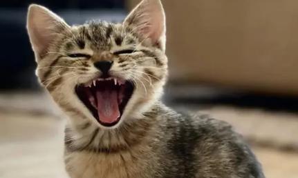猫咪叫的原因,猫咪叫的原因有几种,猫咪咕噜咕噜的叫有什么意思？