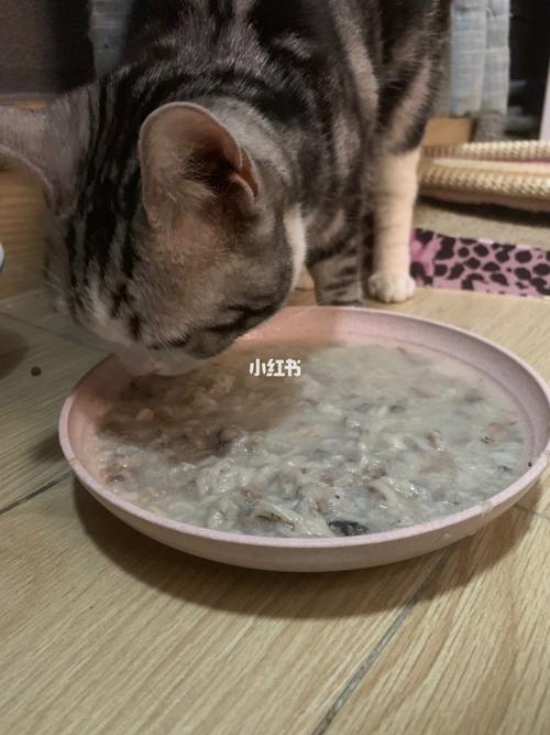 猫咪月子餐,猫咪月子餐吃什么,猫咪坐月子炖汤要放盐吗？